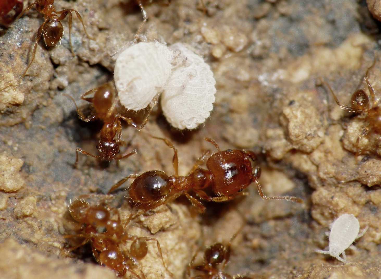 Aphididae ospiti delle formiche Pheidole pallidula: Geoica cfr pellucida